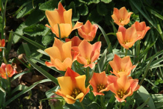 Tulipa batalinii 'Apricot Jewel' bestellen